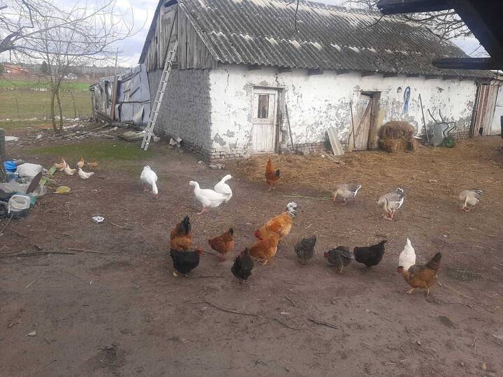 slika